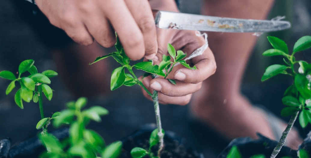 Capa Conteúdos Sebrae Play (1).jpg