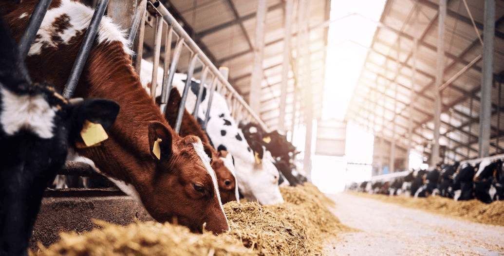 Capa Conteúdos Sebrae Play (5).jpg