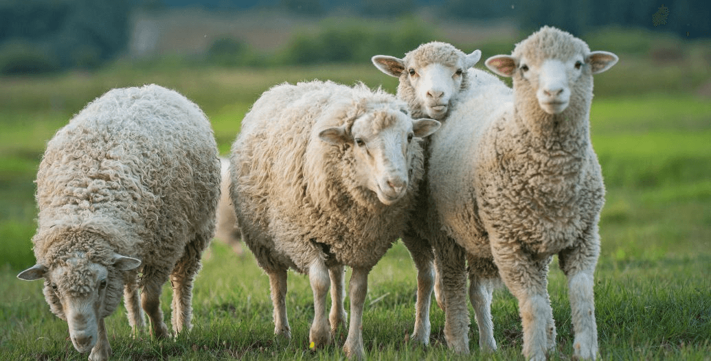 Capa Conteúdos Sebrae Play (6).jpg