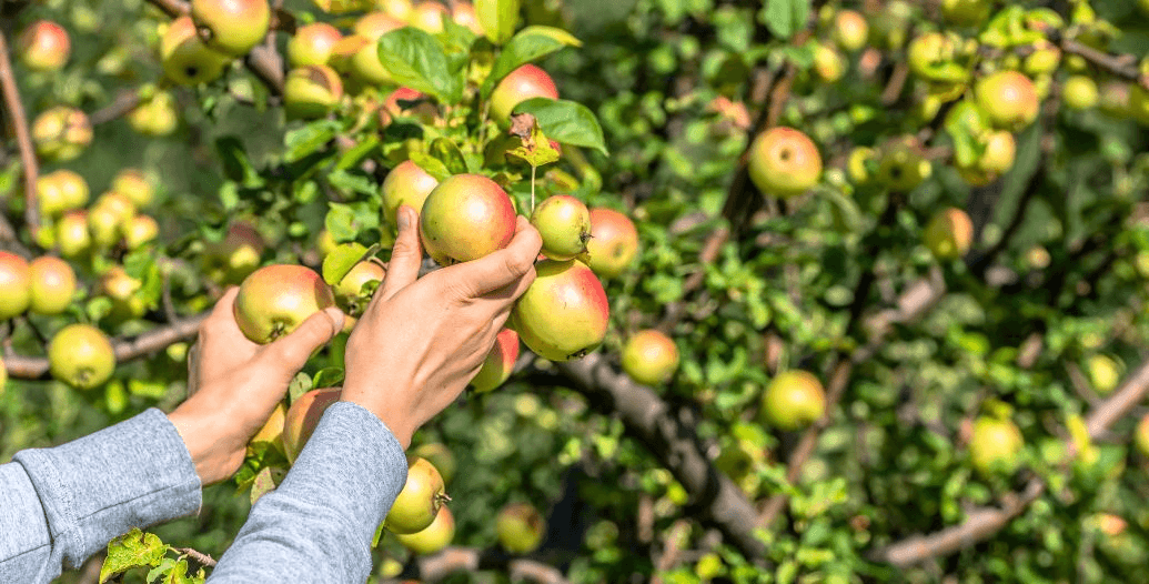 Capa Conteúdos Sebrae Play.jpg