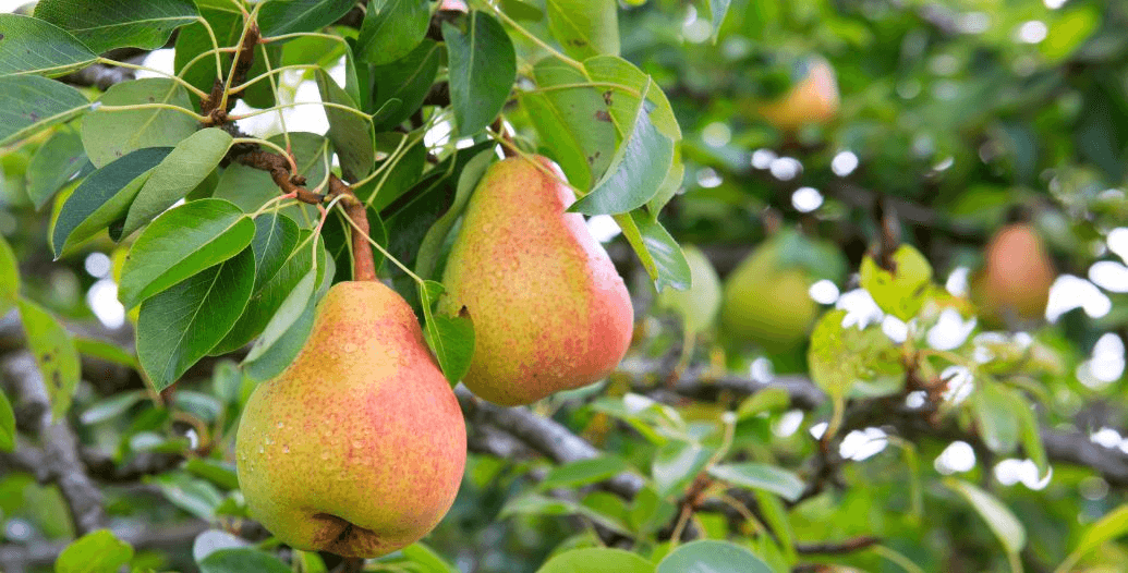 Capa Conteúdos Sebrae Play (1).jpg