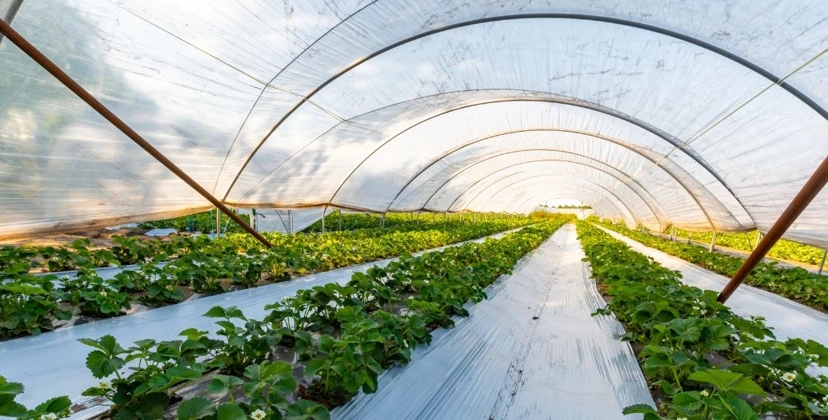 Capa Conteúdos Sebrae Play.jpg