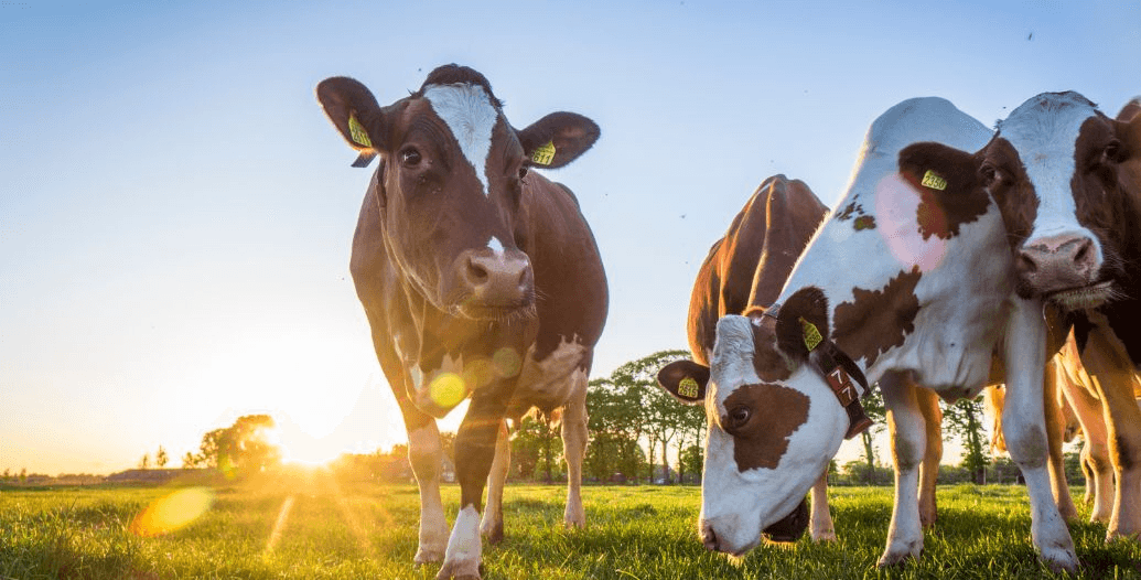 Capa Conteúdos Sebrae Play (2).jpg