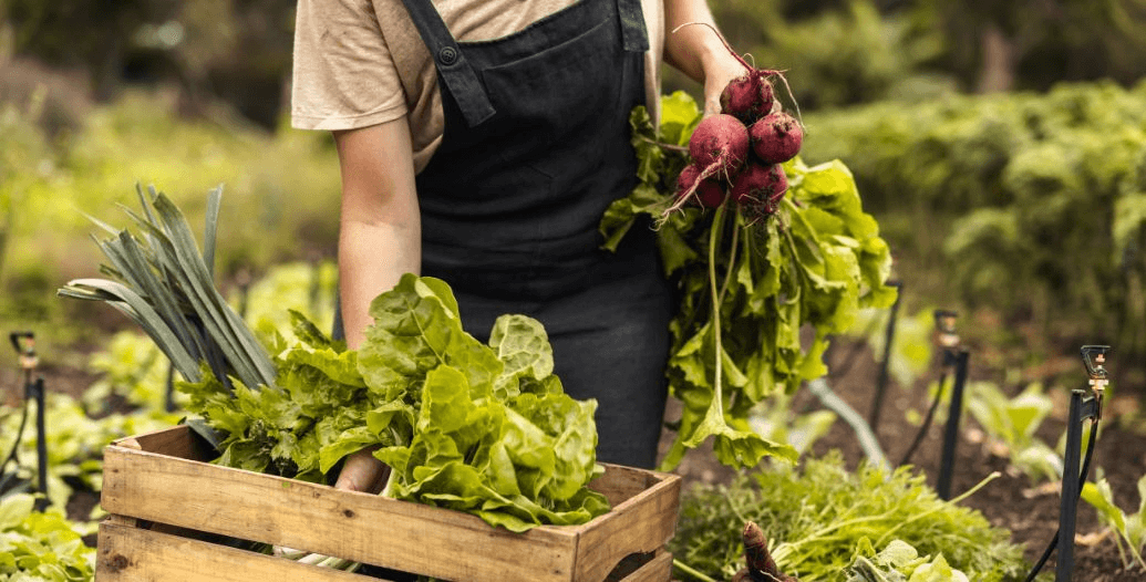 Capa Conteúdos Sebrae Play (1).jpg