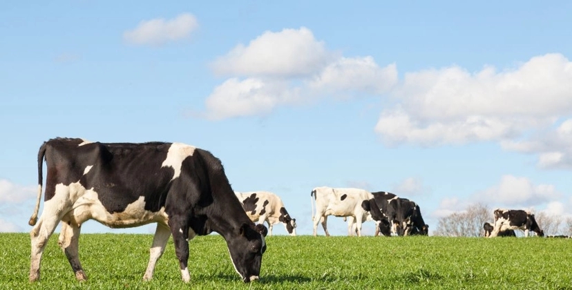 Capa Conteúdos Sebrae Play.jpg