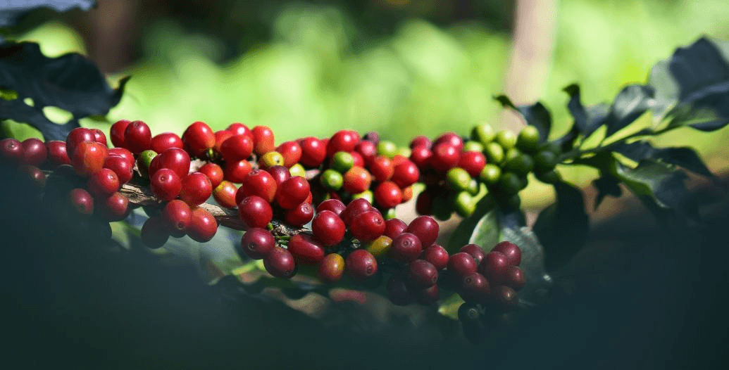 Capa Conteúdos Sebrae Play (14).jpg