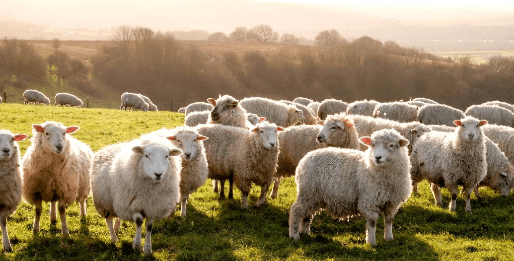 Capa Conteúdos Sebrae Play.jpg