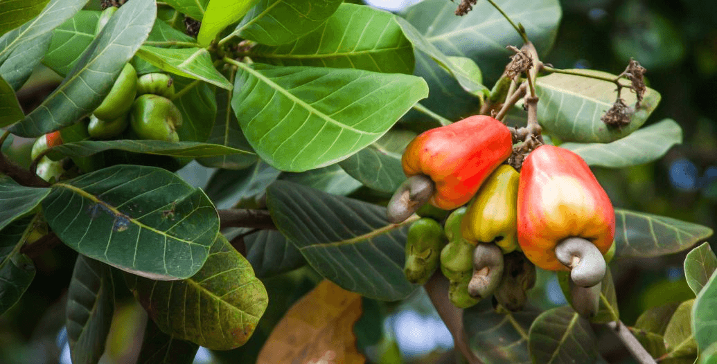 Capa Conteúdos Sebrae Play (2).jpg